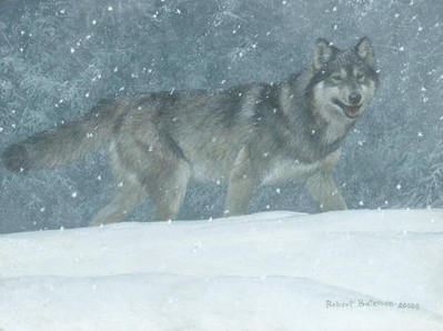 Snowfall – Wolf- Signed By The Artist								 – Canvas Giclee
								 – Limited Edition
								 – A/P
								 – 
								12 x 16