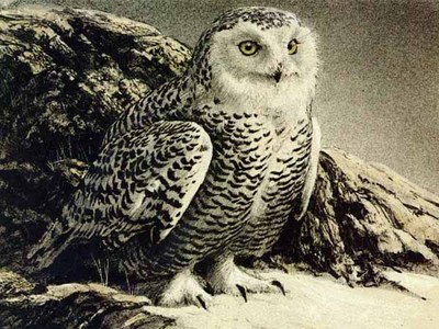 Snowy Owl- Signed By The Artist								 – Paper Lithograph
								 – Limited Edition
								 – 150 S/N
								 – 
								9 x 12								
								 –
