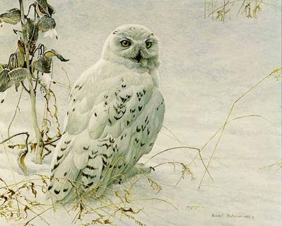 Snowy Owl And Milkweed- Signed By The Artist								 – Paper Lithograph
								 – Limited Edition
								 – 950 S/N
								 – 
								15 3/4 x 19 1/2