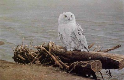 Snowy Owl On Driftwood- Signed By The Artist								 – Paper Lithograph
								 – Limited Edition
								 – 950 S/N
								 – 
								19 x 27 1/2
