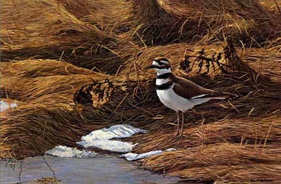 Spring Thaw – Killdeer- Signed By The Artist								 – Paper Lithograph
								 – Limited Edition
								 – 950 S/N
								 – 
								11 x 17 1/2