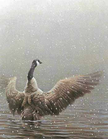 Stretching – Canada Goose- Signed By The Artist								 – Canvas Giclee
								 – Limited Edition
								 – 36 A/P
								 – 
								36 x 28