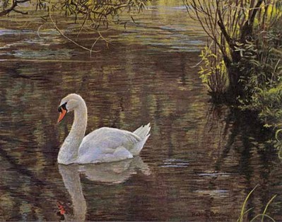 Sylvan Stream – Mute Swan- Signed By The Artist								 – Paper Lithograph
								 – Limited Edition
								 – 20 P/P
								 – 
								6 3/4 x 8 1/2