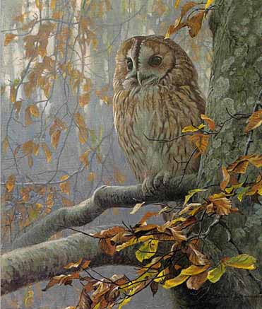Tawny Owl In Beech- Signed By The Artist								 – Paper Lithograph
								 – Limited Edition
								 – 2000 S/N
								 – 
								22 3/4 x 19