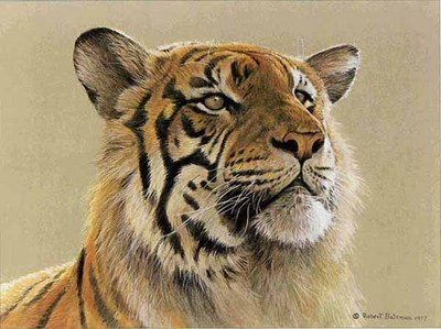 Tiger Portrait- Signed By The Artist								 – Paper Lithograph
								 – Limited Edition
								 – 950 S/N
								 – 
								12 3/4 x 16 1/2