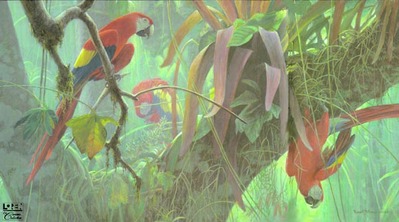 Tropical Canopy – Scarlet Macaws- Signed By The Artist								 – Canvas Giclee
								 – Limited Edition
								 – 150 S/N
								 – 
								20 x 36