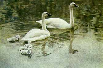 Trumpeter Swan Family- Signed By The Artist								 – Paper Lithograph
								 – Limited Edition
								 – 290 S/N
								 – 
								20 x 29 3/4