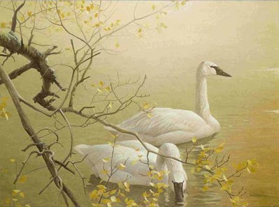 Trumpeter Swans And Aspen- Signed By The Artist								 – Paper Lithograph
								 – Limited Edition
								 – 950 S/N
								 – 
								20 x 26 3/4								
								 –