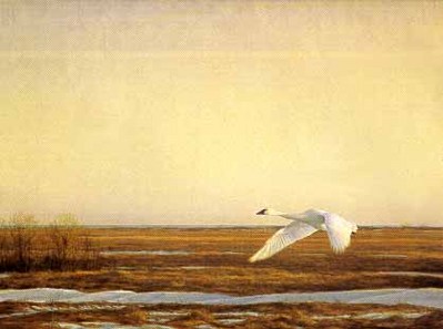 Whistling Swan – Lake Erie- Signed By The Artist								 – Paper Lithograph
								 – Limited Edition
								 – 76 A/P
								 – 
								23 x 30 5/8								
								 –
