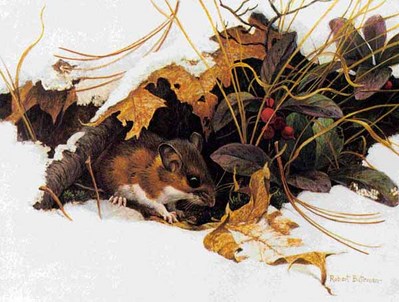 White-Footed Mouse In Wintergreen- Signed By The Artist								 – Paper Lithograph
								 – Limited Edition
								 – 950 S/N
								 – 
								7 1/4 x 8 3/4