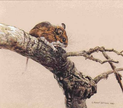 White-Footed Mouse On Aspen- Signed By The Artist								 – Paper Lithograph
								 – Limited Edition
								 – 950 S/N
								 – 
								8 1/4 x 9 3/8								
								 –
