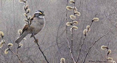 White-Throated Sparrow And Pussy Willow- Signed By The Artist								 – Paper Lithograph
								 – Limited Edition
								 – 950 S/N
								 – 
								8 5/8 x 15 5/8