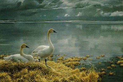 Wide Horizon – Tundra Swans – Premier Edition- Signed By The Artist								 – Paper Lithograph
								 – Limited Edition
								 – 76 A/P
								 – 
								19 7/8 x 29 3/8