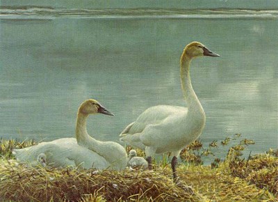 Wide Horizon – Tundra Swans- Signed By The Artist								 – Paper Lithograph
								 – Limited Edition
								 – S/N
								 – 
								6 1/2 x 9