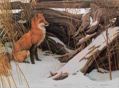 Wily And Wary – Red Fox- Signed By The Artist								 – Paper Lithograph
								 – Limited Edition
								 – 950 S/N
								 – 
								23 1/4 x 17 1/2