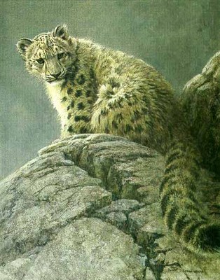 Young Snow Leopard- Signed By The Artist								 – Paper Lithograph
								 – Limited Edition
								 – 950 S/N
								 – 
								19 5/8 x 15 3/4