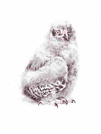 Young Snowy Owl- Signed By The Artist								 – Paper Lithograph
								 – Limited Edition
								 – 950 S/N
								 – 
								12 1/4 x 9 7/8