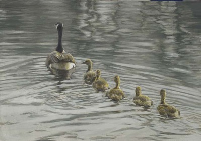 Canada Goose And Goslings- Signed By The Artist								 – Canvas Giclee
								 – Limited Edition
								 – 40 A/P
								 – 
								10 x 14
