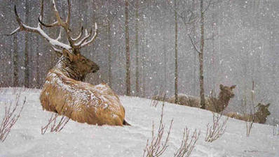 Evening Snowfall – American Elk- Signed By The Artist								 – Canvas Giclee
								 – Limited Edition
								 – 33 A/P
								 – 
								28 x 48