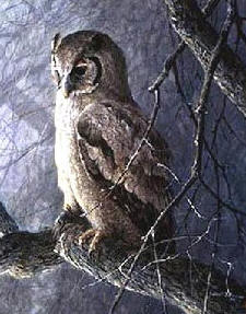 Giant Eagle Owl – Sappi Portfolio- Signed By The Artist								 – Paper Lithograph
								 – Limited Edition
								 – 550 S/N
								 – 
								20 x 16 3/4