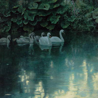 Great Dunford Mute Swans- Signed By The Artist								 – Paper Lithograph
								 – Limited Edition
								 – A/P
								 – 
								17 x 17