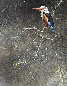 Grey-Hooded Kingfisher – Sappi Portfolio- Signed By The Artist								 – Paper Lithograph
								 – Limited Edition
								 – 550 S/N
								 – 
								20 x 16 3/4