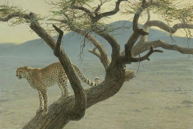 Lewa Cheetah- Signed By The Artist								 – Paper Lithograph
								 – Limited Edition
								 – 76 A/P
								 – 
								17 1/2 x 26 1/4