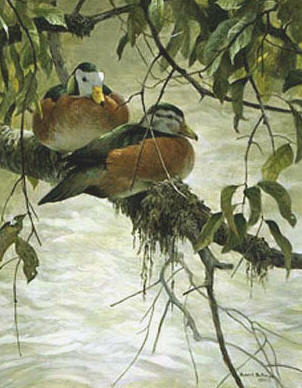 Pygmy Geese – Sappi Portfolio- Signed By The Artist								 – Paper Lithograph
								 – Limited Edition
								 – 550 S/N
								 – 
								20 x 16 3/4
