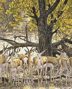 Springbok – Sappi Portfolio- Signed By The Artist								 – Paper Lithograph
								 – Limited Edition
								 – 550 S/N
								 – 
								20 x 16 3/4