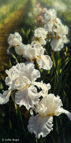 Iris Garden- Signed By The Artist								 – Canvas Giclee
								 – Limited Edition
								 – 350 S/N
								 – 
								36 x 18