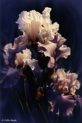 Purple Iris- Signed By The Artist								 – Canvas Giclee
								 – Limited Edition
								 – A/P
								 – 
								30 x 20