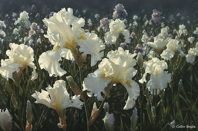 White Iris Garden- Signed By The Artist								 – Paper Giclee
								 – Limited Edition
								 – 250 S/N
								 – 
								36 x 24