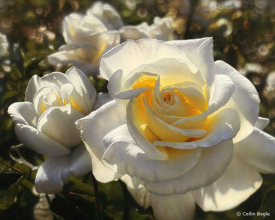 White Roses- Signed By The Artist								 – Paper Giclee
								 – Limited Edition
								 – 350 S/N
								 – 
								20 x 16