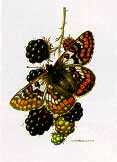 The Butterfly Collection – The Collector’s Group (6-Piece Set)- Signed By The Artist								 – Paper Lithograph
								 – Limited Edition
								 – 23 A/P
								 – 
								10 x 7 5/8