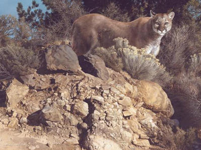 Cliff Dweller – Cougar- Signed By The Artist								 – Canvas Giclee
								 – Limited Edition
								 – 180 S/N
								 – 
								27 x 36