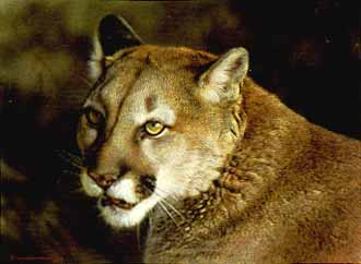 Close-Up Cougar- Signed By The Artist								 – Paper Lithograph
								 – Limited Edition
								 – 1250 S/N
								 – 
								8 5/8 x 11 1/2