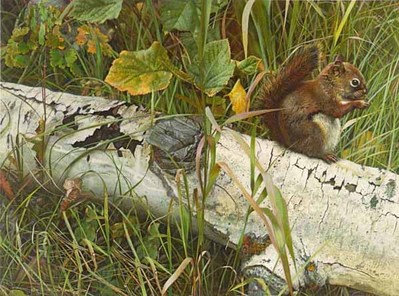 Forager’s Reward – Red Squirrel- Signed By The Artist								 – Paper Lithograph
								 – Limited Edition
								 – 1250 S/N
								 – 
								14 7/8 x 20