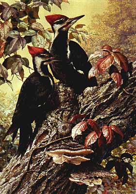 Forest Carpenter – Pileated Woodpecker- Signed By The Artist								 – Paper Lithograph
								 – Limited Edition
								 – 1950 S/N
								 – 
								25 3/4 x 18