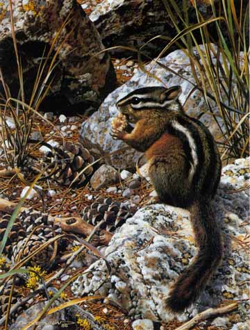 Harvest Time – Chipmunk- Signed By The Artist								 – Paper Lithograph
								 – Limited Edition
								 – 950 S/N
								 – 
								10 1/2 x 7 3/8