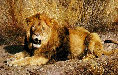 Kalahari – Companion Edition- Signed By The Artist								 – Paper Lithograph
								 – Limited Edition
								 – 450 S/N
								 – 
								20 1/2 x 32 3/8