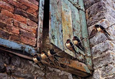 Migration Fever – Barn Swallows- Signed By The Artist								 – Paper Lithograph
								 – Limited Edition
								 – 950 S/N
								 – 
								19 1/8 x 28 3/8								
								 –