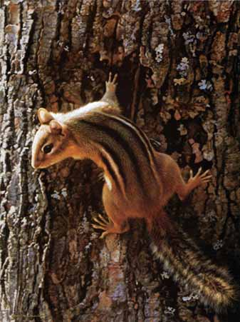 Narrow Escape – Chipmunk- Signed By The Artist								 – Paper Lithograph
								 – Limited Edition
								 – 76 A/P
								 – 
								11 3/4 x 8 7/8