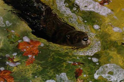 On A Mission- Signed By The Artist								 – Paper Lithograph
								 – Limited Edition
								 – 1500 S/N
								 – 
								21 5/8 x 32 1/4