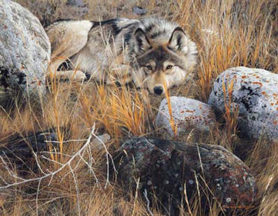 One To One – Gray Wolf- Signed By The Artist								 – Canvas Giclee
								 – Limited Edition
								 – 195 S/N
								 – 
								31 x 40