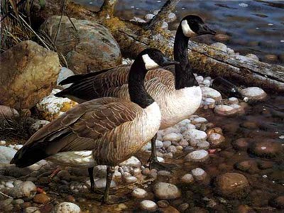 The Survivors – Canada Geese- Signed By The Artist								 – Paper Lithograph
								 – Limited Edition
								 – 1500 S/N
								 – 
								19 1/2 x 25 7/8