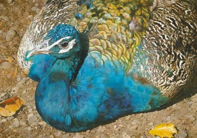 Symphony In Blue- Signed By The Artist								 – Paper Lithograph
								 – Limited Edition
								 – 76 A/P
								 – 
								15 5/8 x 22 1/4