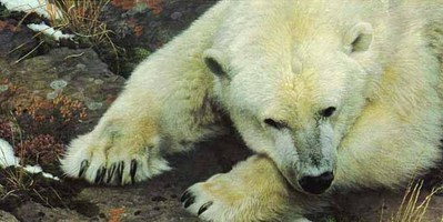 Top Of The World – Polar Bear- Signed By The Artist								 – Paper Lithograph
								 – Limited Edition
								 – 3500 S/N
								 – 
								16 1/4 x 32 3/8