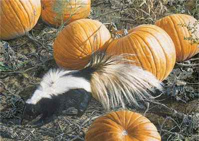 Trick Or Treat- Signed By The Artist								 – Paper Lithograph
								 – Limited Edition
								 – 650 S/N
								 – 
								15 1/2 x 22