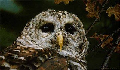 Up Close – Barred Owl- Signed By The Artist								 – Paper Lithograph
								 – Limited Edition
								 – 76 A/P
								 – 
								10 1/4 x 17 1/4