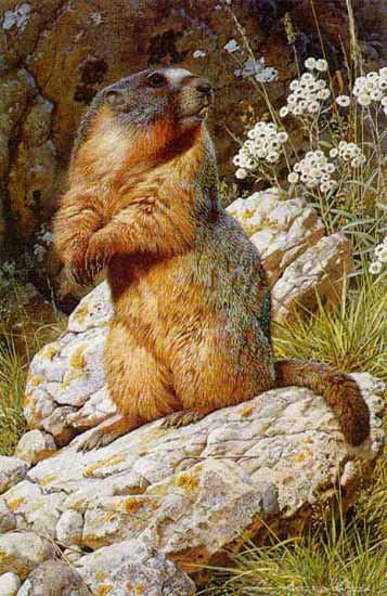 Yellow-Bellied Marmot- Signed By The Artist								 – Paper Lithograph
								 – Limited Edition
								 – 950 S/N
								 – 
								20 x 12 7/8